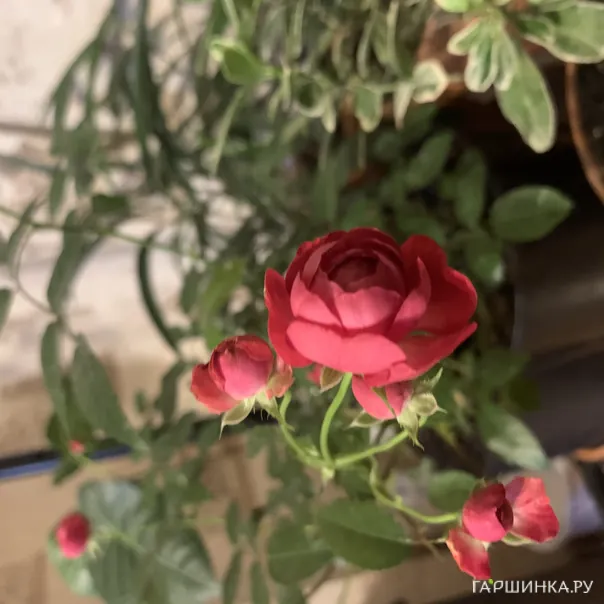 превью изображения отзыва