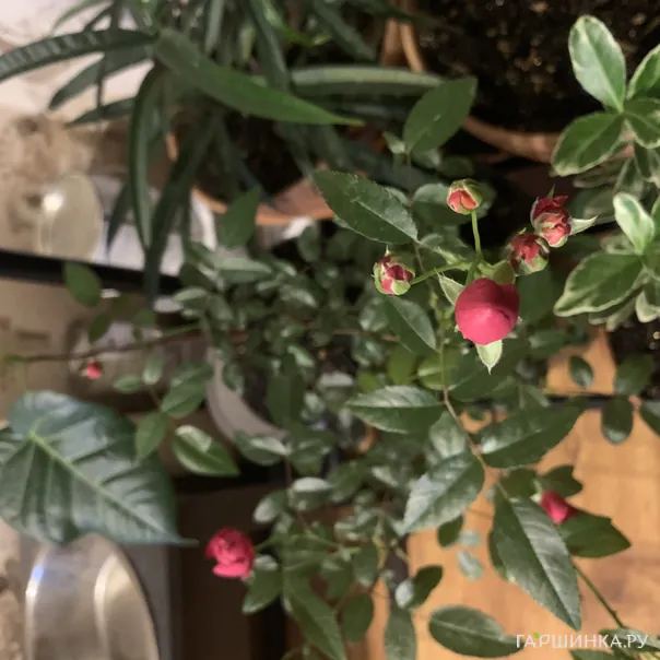 превью изображения отзыва