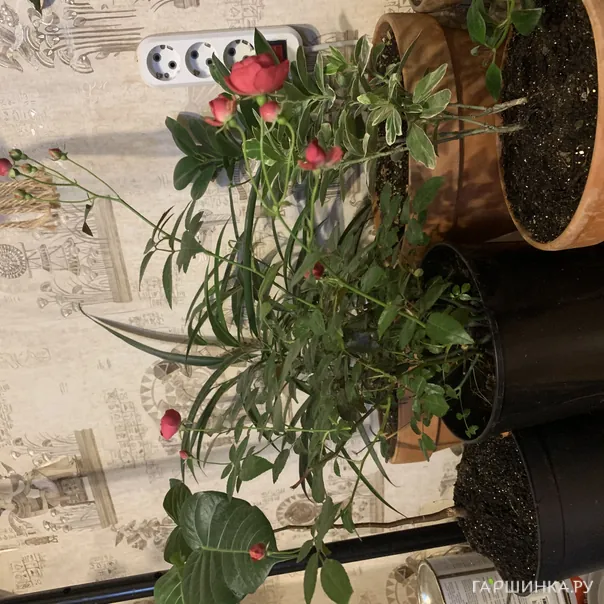 превью изображения отзыва