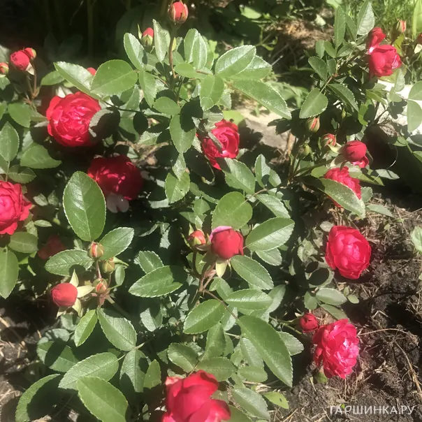 превью изображения отзыва