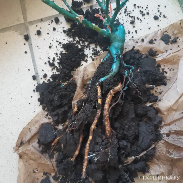 превью изображения отзыва