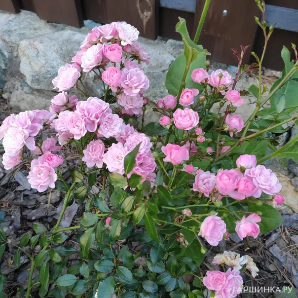 превью изображения отзыва