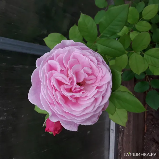 превью изображения отзыва