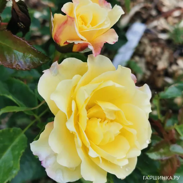 превью изображения отзыва