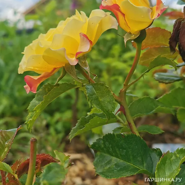 превью изображения отзыва