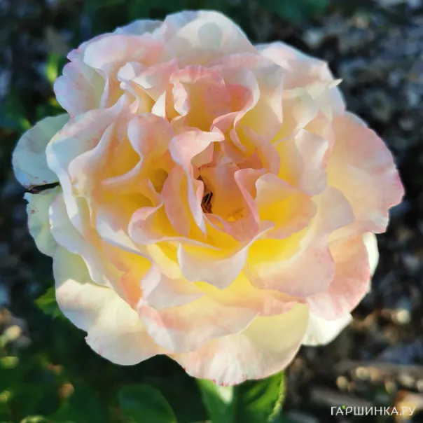 превью изображения отзыва