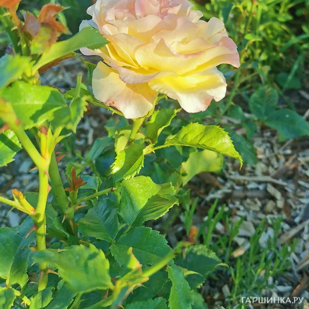 превью изображения отзыва