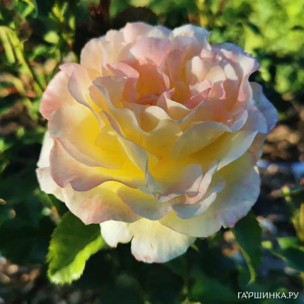 превью изображения отзыва