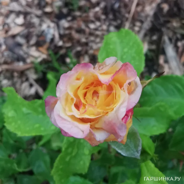 превью изображения отзыва