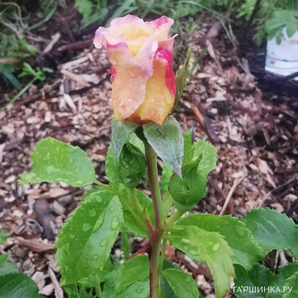 превью изображения отзыва