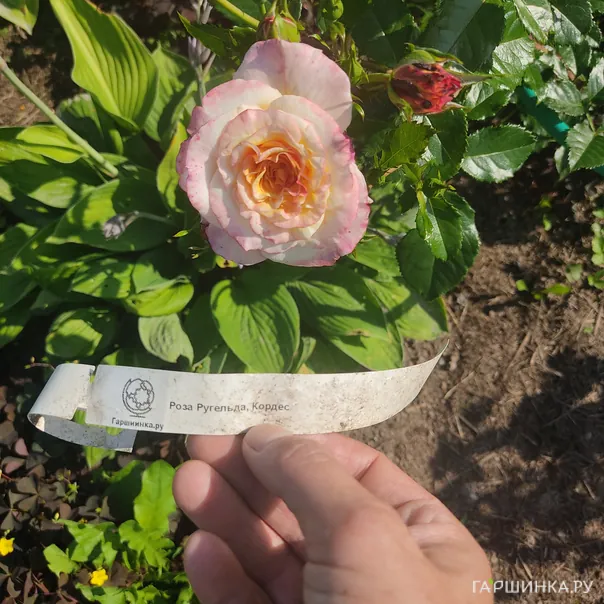 превью изображения отзыва