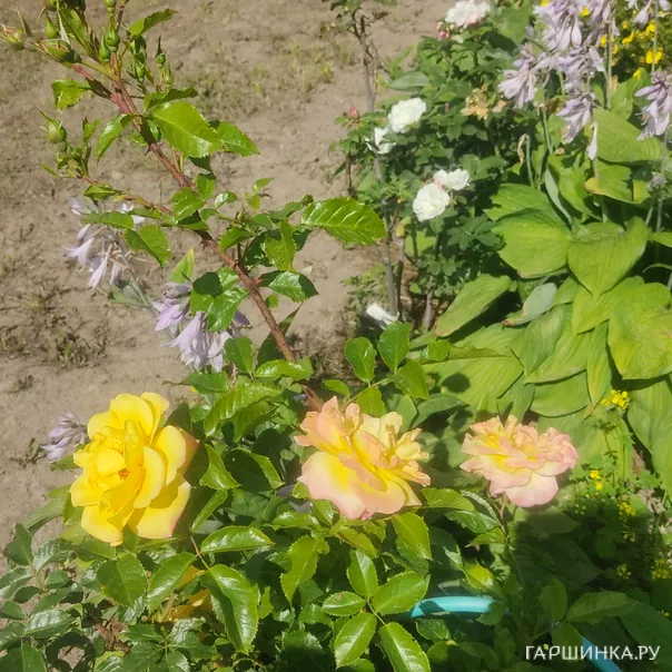 превью изображения отзыва