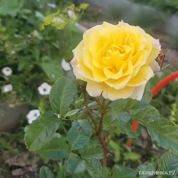 превью изображения отзыва