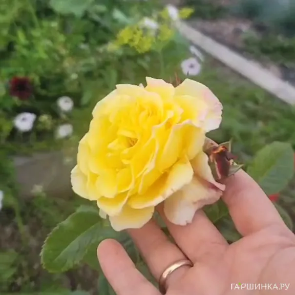 превью изображения отзыва