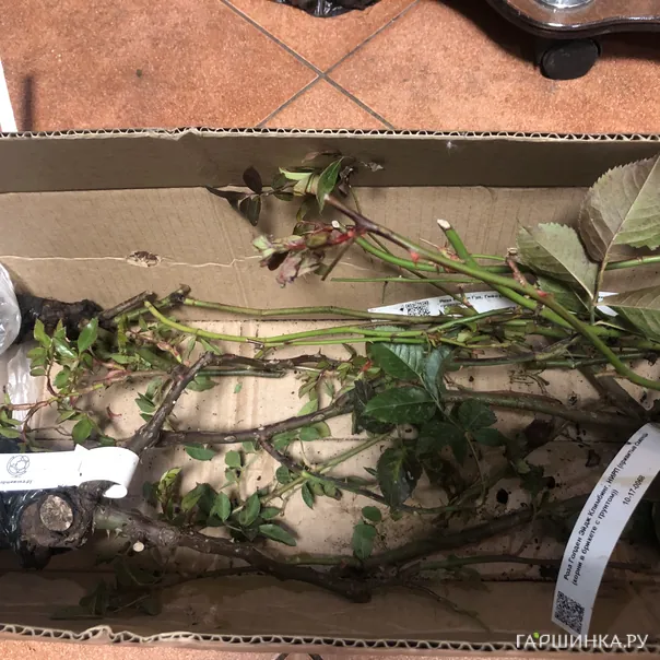 превью изображения отзыва