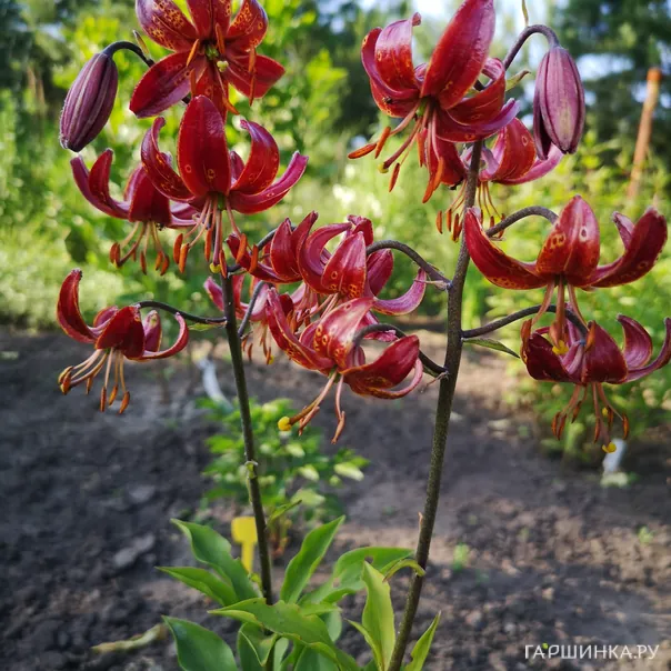 превью изображения отзыва