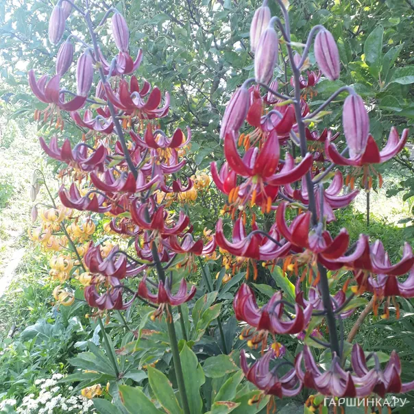 превью изображения отзыва