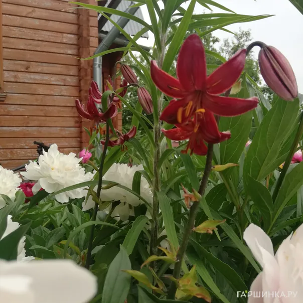 превью изображения отзыва