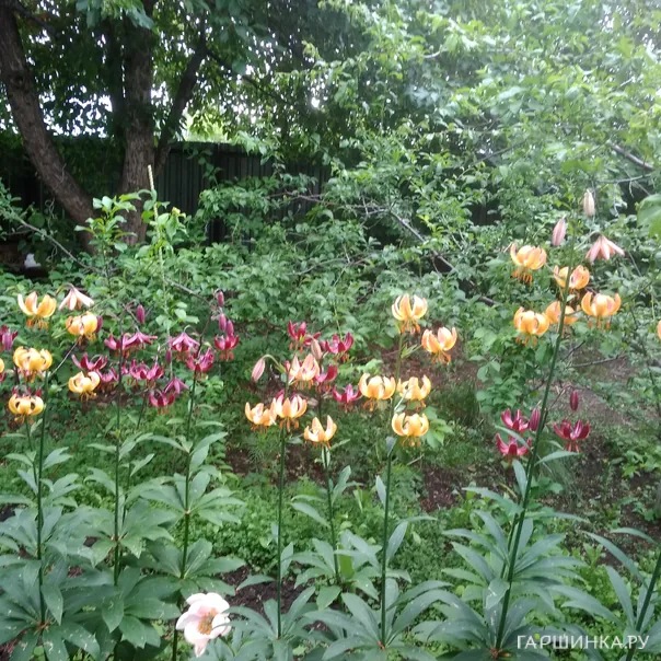 превью изображения отзыва