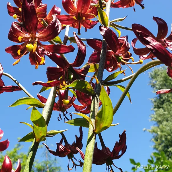 превью изображения отзыва