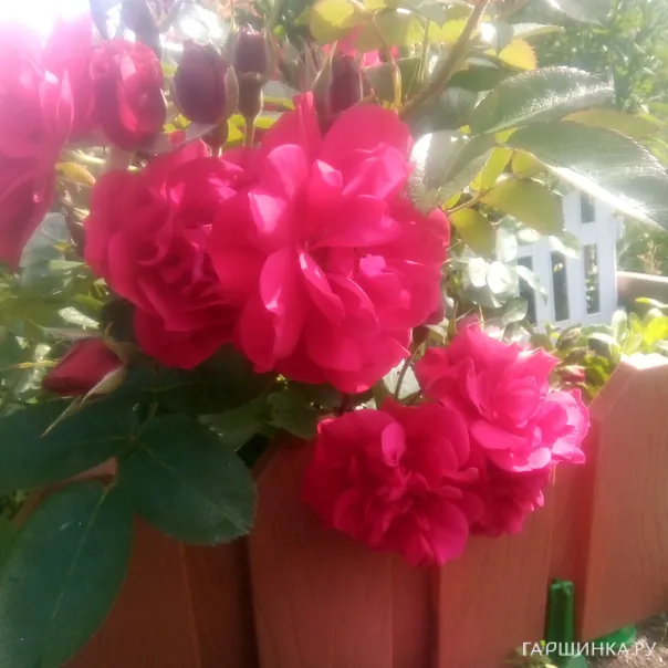 превью изображения отзыва