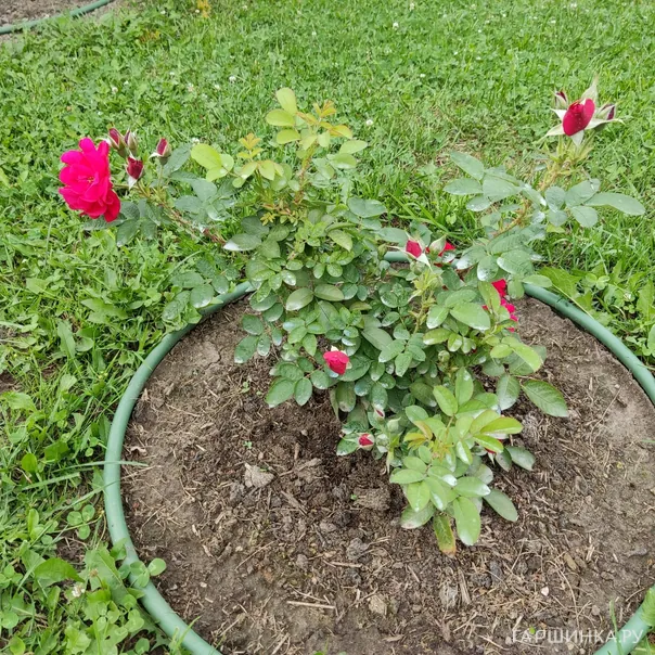 превью изображения отзыва