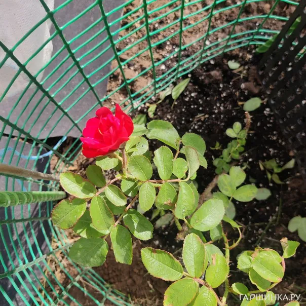 превью изображения отзыва