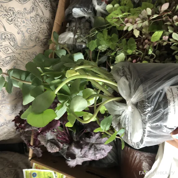 превью изображения отзыва