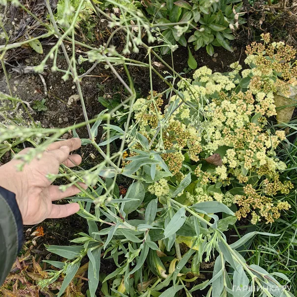 превью изображения отзыва