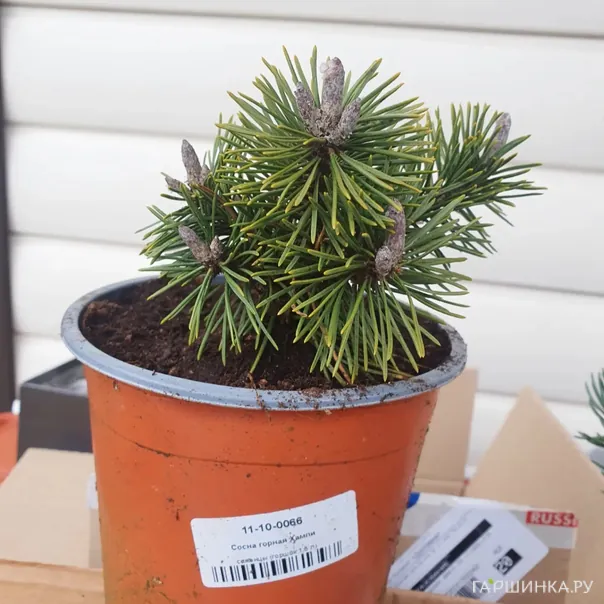 превью изображения отзыва