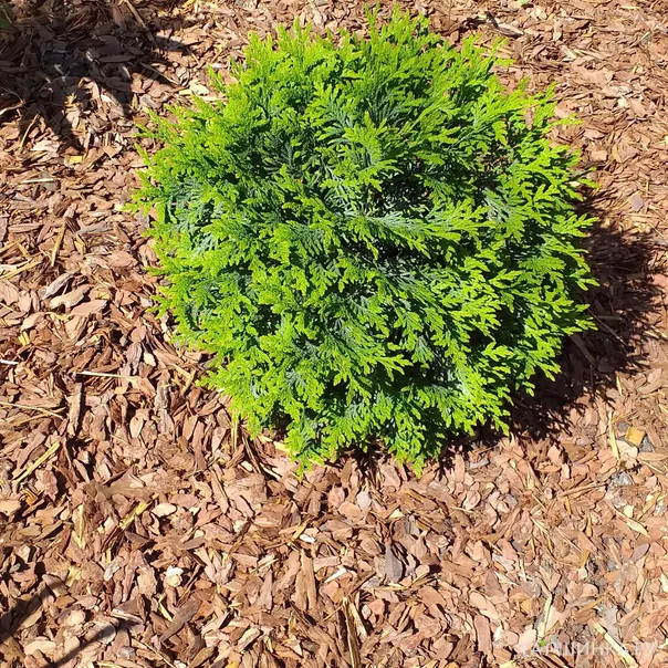 превью изображения отзыва