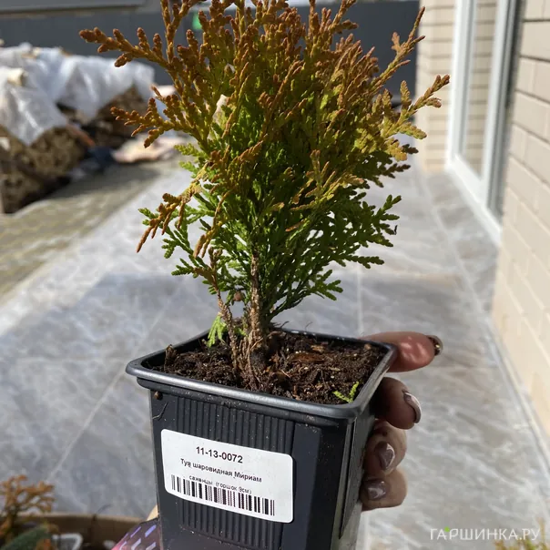 превью изображения отзыва