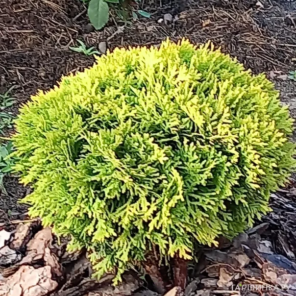 превью изображения отзыва