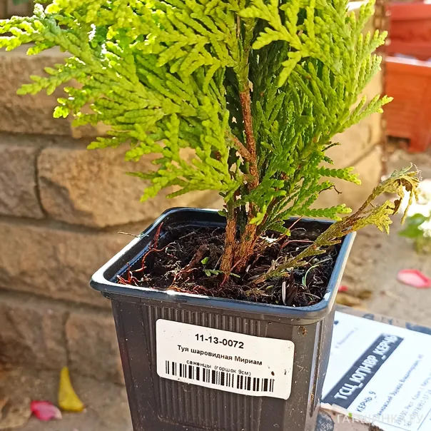 превью изображения отзыва