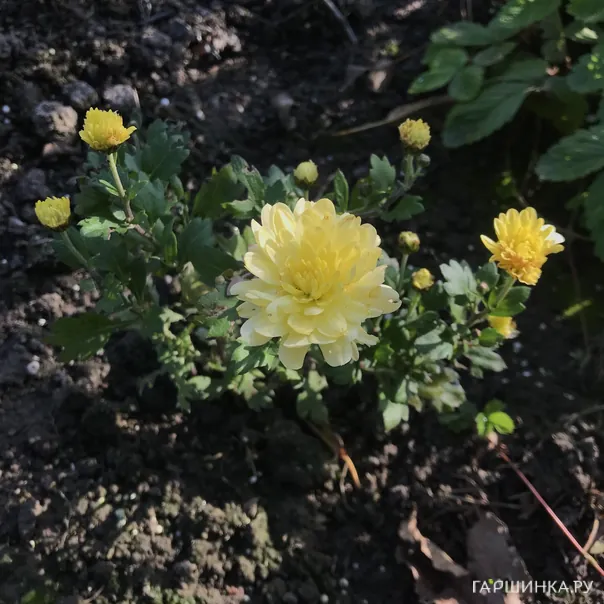 превью изображения отзыва