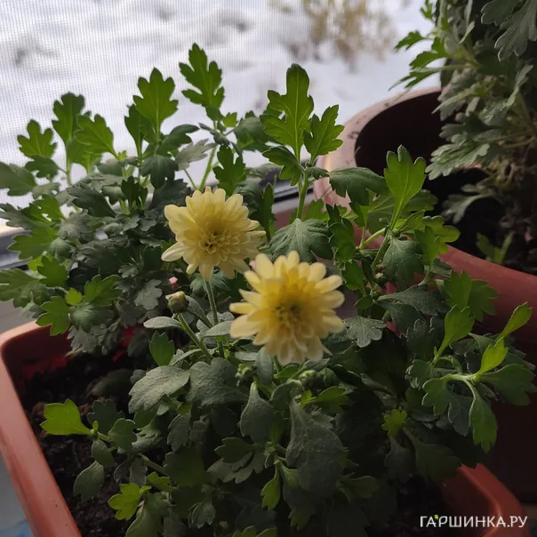 превью изображения отзыва