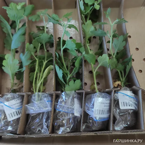 превью изображения отзыва