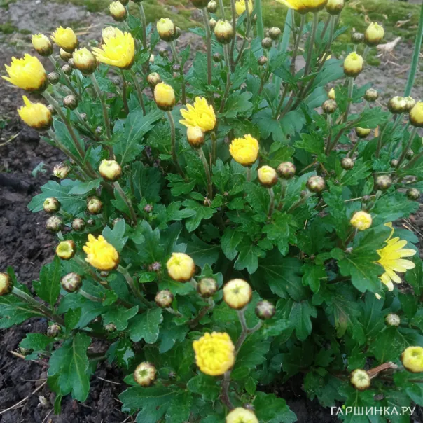 превью изображения отзыва