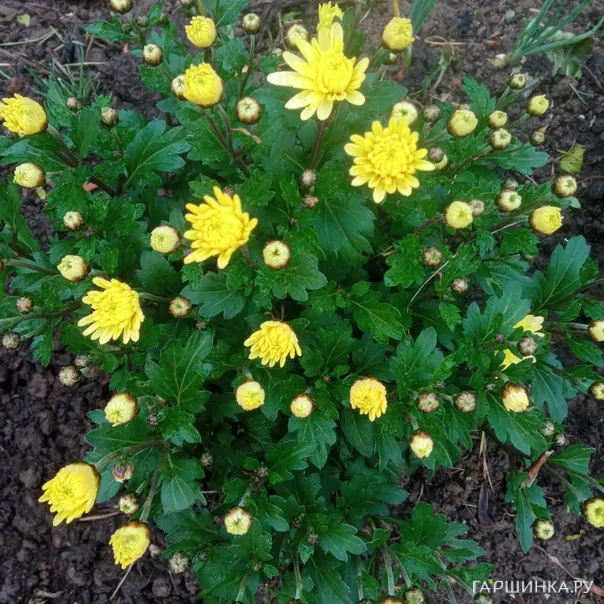 превью изображения отзыва