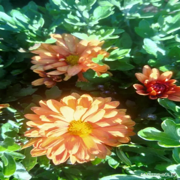 превью изображения отзыва