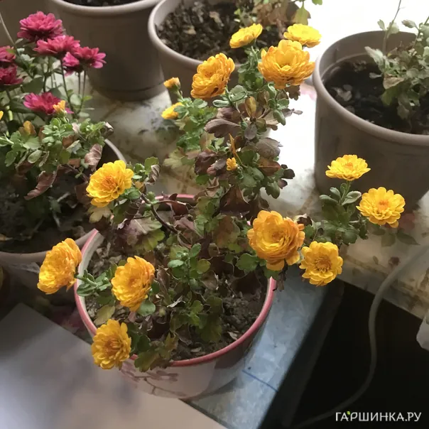 превью изображения отзыва