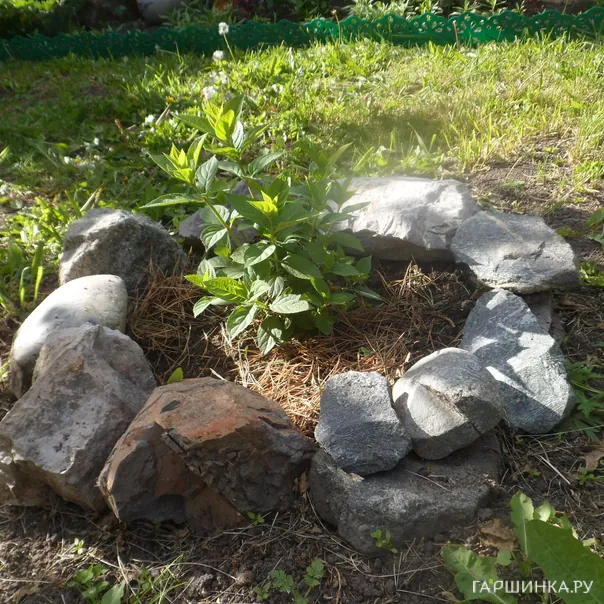 превью изображения отзыва