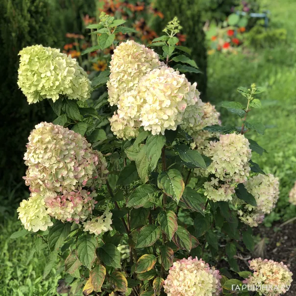 превью изображения отзыва