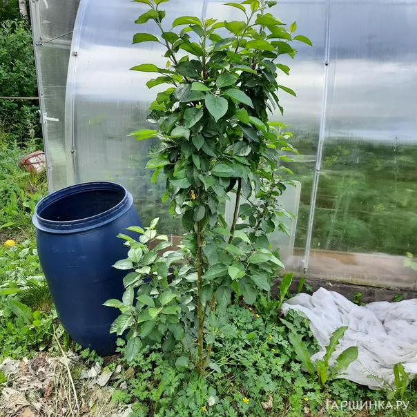 превью изображения отзыва