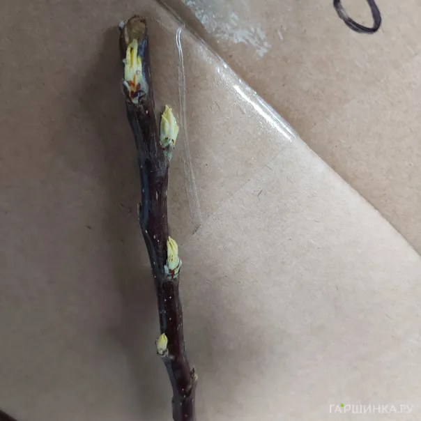 превью изображения отзыва