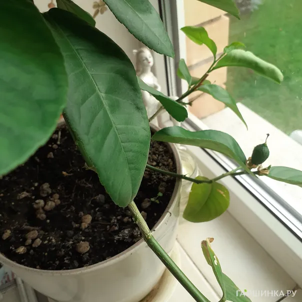 превью изображения отзыва