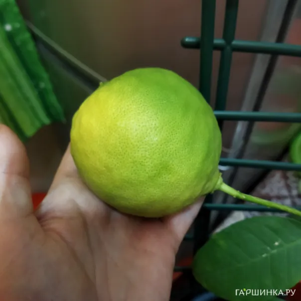 превью изображения отзыва