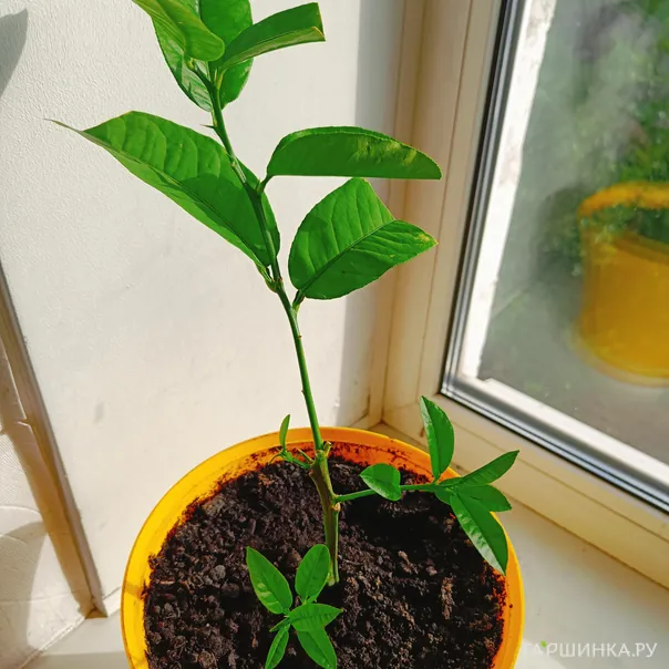 превью изображения отзыва