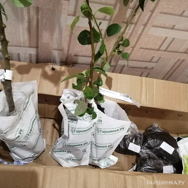 превью изображения отзыва