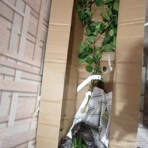 превью изображения отзыва